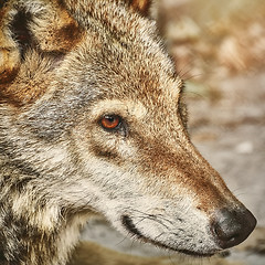 Image showing Portrait of The Wolf