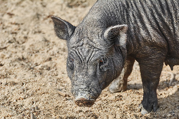 Image showing Portrait of Black Pig