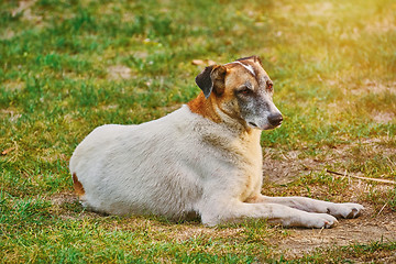 Image showing Street Dog on the Ground