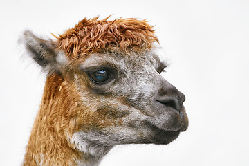 Image showing Portrait of Alpaca