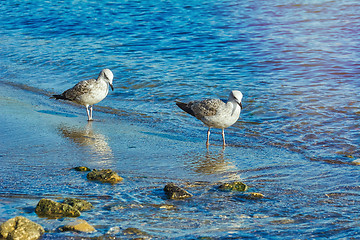 Image showing Subadult European Herring Gulls 