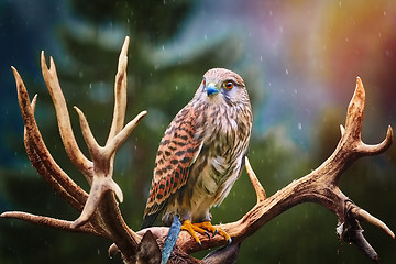 Image showing Common Kestrel (Falco Tinnunculus)