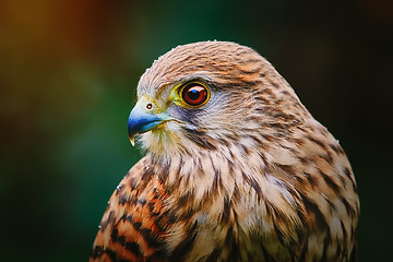 Image showing Common Kestrel (Falco Tinnunculus)