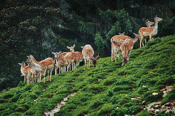 Image showing Deers near the Forest