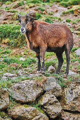 Image showing Ram on Stones