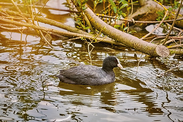 Image showing Common Coot on the Lake