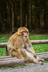 Image showing Barbary Macaque (Macaca Sylvanus)