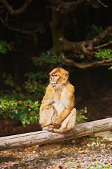 Image showing Barbary Macaque (Macaca Sylvanus)