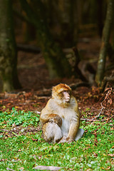 Image showing Barbary Macaque (Macaca Sylvanus)