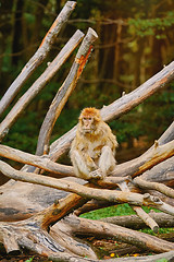 Image showing Barbary Macaque (Macaca Sylvanus)