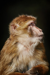 Image showing Barbary Macaque (Macaca Sylvanus)