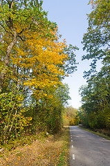 Image showing Trees in fall colors by a country road