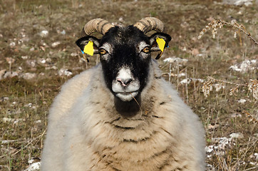 Image showing Wolly sheep head portrait