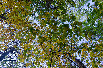 Image showing Looking up to fall colored leaves in a deciduous forest