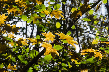 Image showing Golden glowing maple leaves