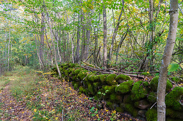 Image showing Old moss covered dry stone wall