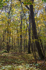 Image showing Deciduous forest by fall season