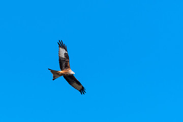 Image showing Soaring Red Kite by a cloudless sky