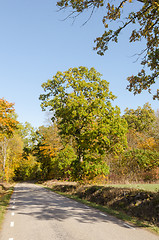 Image showing Beautiful day in fall season by a country road