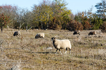 Image showing Grazing sheep by fall season