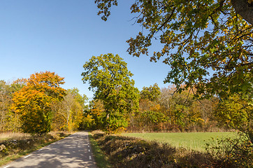 Image showing Colorful road by fall season