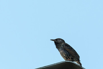 Image showing Common Starling by a blue sky