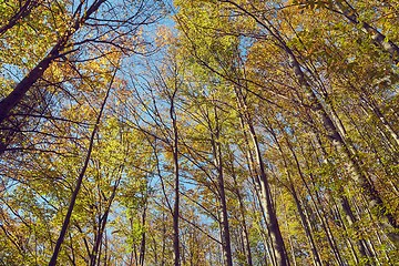 Image showing Autumn forest colors