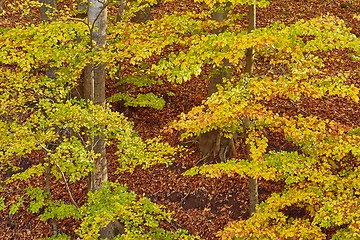 Image showing Autumn forest colors detail