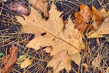 Image showing Autumn leaf on ground with raindrops