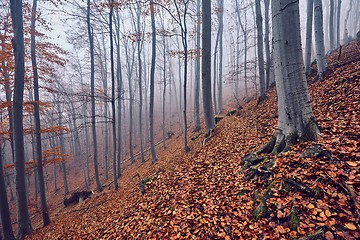 Image showing Autumn Forest Fog