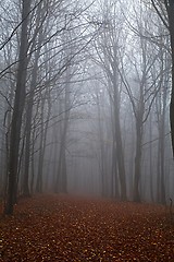 Image showing Autumn forest mist