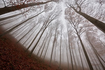 Image showing Autumn Forest Fog