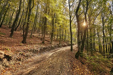 Image showing Autumn forest path between trees