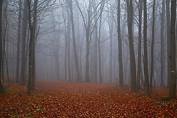 Image showing Autumn forest mist