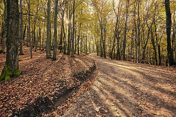 Image showing Autumn forest path wint sunslight between trees