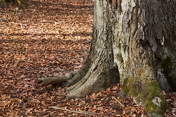 Image showing Tree Trunk in autumn