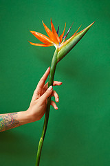Image showing Exotic strelitzia flower in a woman\'s hand with tattoo on a green background, copy space. Postcard for Mother\'s Day.