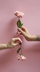 Image showing A girl hand with a tattoo holds a flower up, a woman hand holds a rose down around a pink background with copy space.