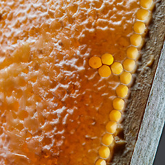 Image showing Macro photo of organic honey in honeycombs. Healthy food