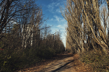 Image showing Forest reclaiming the Zone, in Chernobyl