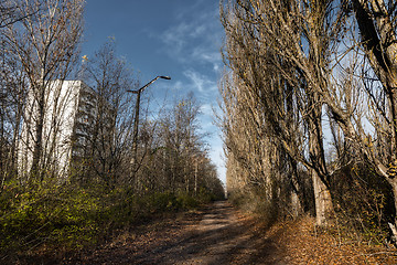 Image showing Forest reclaiming the Zone, in Chernobyl