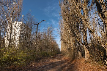 Image showing Forest reclaiming the Zone, in Chernobyl