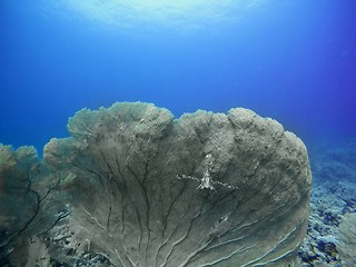 Image showing Coral Reef underwater in the sea