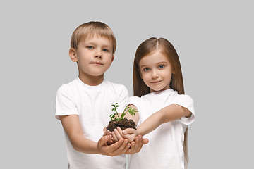 Image showing Kids hands with seedlings on gray studio background. Spring concept, nature and care.