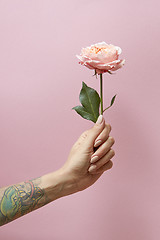 Image showing Woman\'s hand with tattoo holds a pink rose on a pink background with copy space. Postcard layout