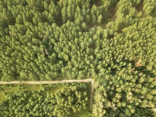 Image showing Top view on a sunny summer day on a dirt road through the foliage of the forest. Natural background. Aerial view from the drone