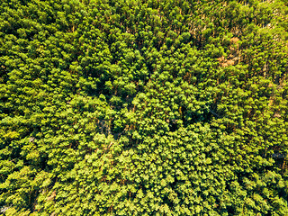 Image showing Natural background of green forest on a sunny day. Aerial view of the drone as a layout for your ideas