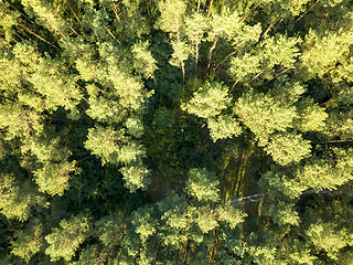 Image showing Aerial view of the drone green spaces trees in the summer day. Natural summer background