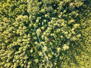 Image showing Top view of a forest of deciduous trees and expensive sunny day. Aerial view from the drone. Foliage background