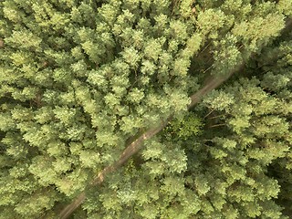 Image showing Dirt road passing through a green forest on a clear summer day. Aerial view from the drone natural layout for your ideas. Top view